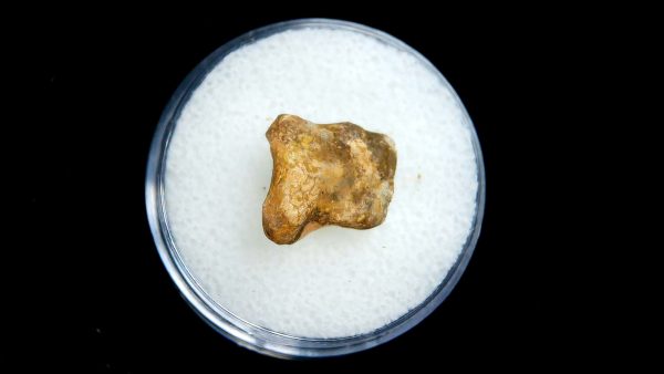 Edaphosaurus Permian Age Synapsid Bone for Sale from Texas #2 - .44" - Image 2