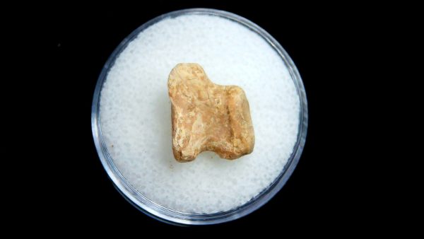 Edaphosaurus Permian Age Synapsid Bone for Sale from Texas #4 - .51" - Image 2