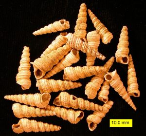 Turritella