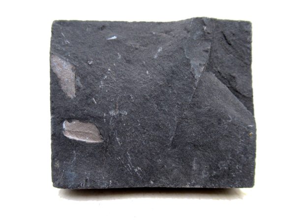 Carboniferous Fern Fossil for Sale from Germany #28 - Image 2