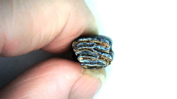 Beaver Tooth for Sale -  Fossil Castor canadensis from FL #2 - Image 3