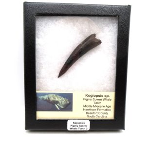 Kogiopsis Extinct Pigmy Sperm Whale Tooth from S. Carolina #2