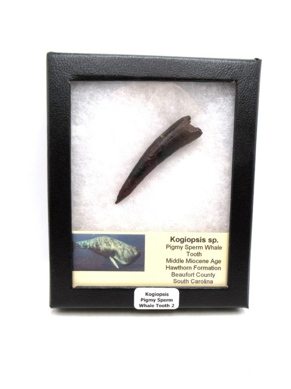 Kogiopsis Extinct Pigmy Sperm Whale Tooth from S. Carolina #2