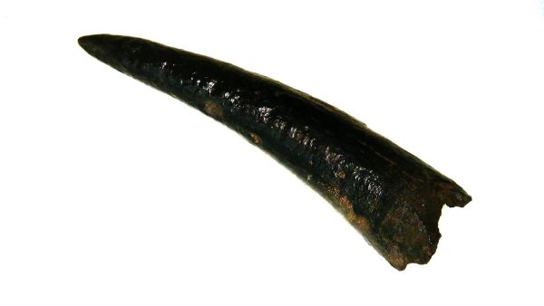 Kogiopsis Extinct Pigmy Sperm Whale Tooth from S. Carolina #2 - Image 3