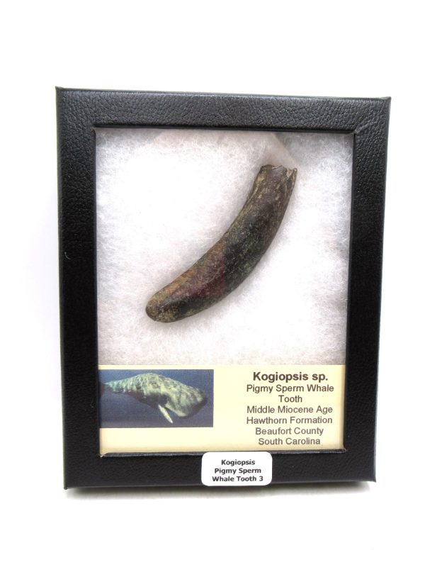 Kogiopsis Extinct Pigmy Sperm Whale Tooth from S. Carolina #3