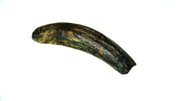 Kogiopsis Extinct Pigmy Sperm Whale Tooth from S. Carolina #3 - Image 3