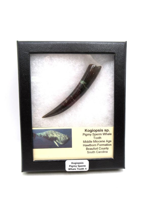 Kogiopsis Extinct Pigmy Sperm Whale Tooth from S. Carolina #4