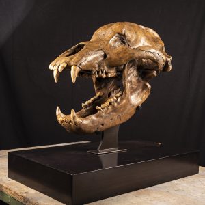 Fossil Cave Bear Skull - Ice Age from Ukraine #1