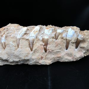 Dyrosaurus Crocodile Jaw for Sale - Eocene Age #1