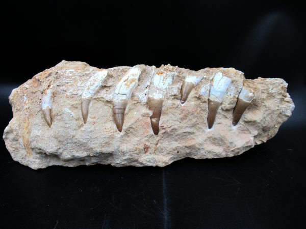 Genuine Eocene Morocco Dyrosaurus Crocodile Teeth in Jaw 1 | Fossils for Sale