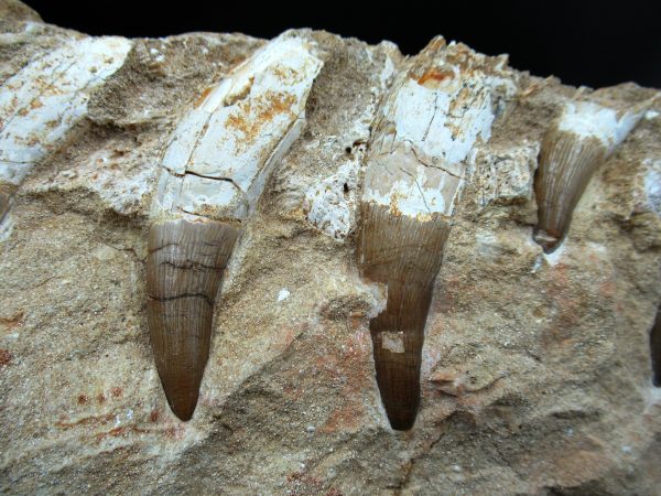 Genuine Eocene Morocco Dyrosaurus Crocodile Teeth in Jaw 1b | Fossils for Sale