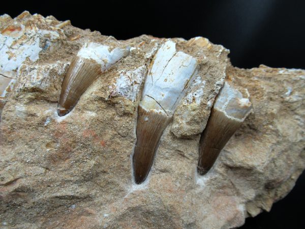 Genuine Eocene Morocco Dyrosaurus Crocodile Teeth in Jaw 1c | Fossils for Sale
