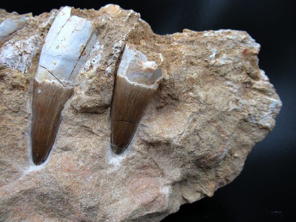 Genuine Eocene Morocco Dyrosaurus Crocodile Teeth in Jaw 1d | Fossils for Sale