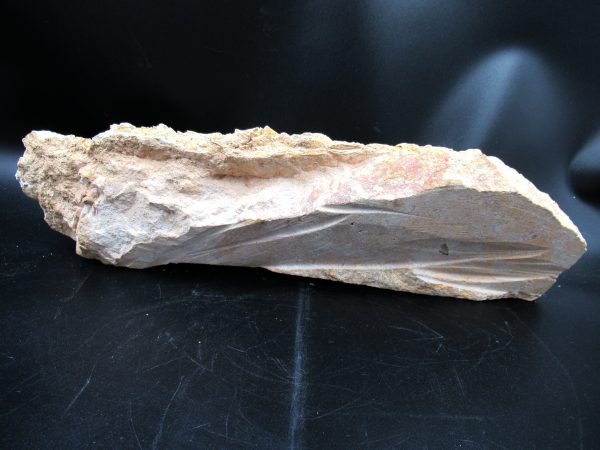 Genuine Eocene Morocco Dyrosaurus Crocodile Teeth in Jaw 1f | Fossils for Sale