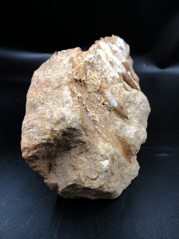 Genuine Eocene Morocco Dyrosaurus Crocodile Teeth in Jaw 1g | Fossils for Sale