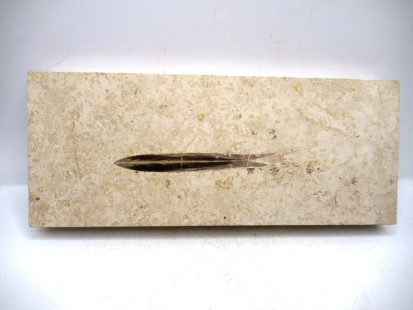 German Jurassic Hibolithes Belemnite 2 | Fossils for Sale General Jurassic Age Hibolithes Belemnite Fossil from Germany for Sale #2