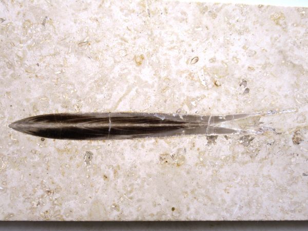 German Jurassic Hibolithes Belemnite 2a | Fossils for Sale General Jurassic Age Hibolithes Belemnite Fossil from Germany for Sale #2a