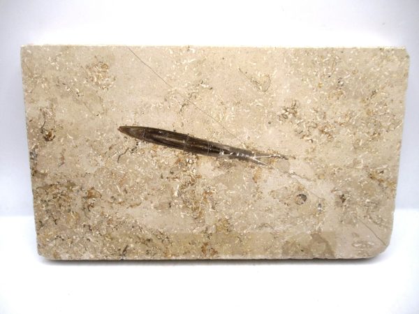 German Jurassic Hibolithes Belemnite 3 | Fossils for Sale General Jurassic Age Hibolithes Belemnite Fossil from Germany for Sale #3