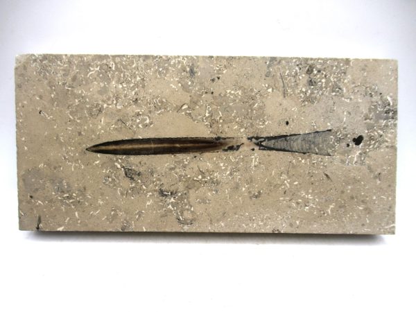 German Jurassic Hibolithes Belemnite 4 | Fossils for Sale General Jurassic Age Hibolithes Belemnite Fossil from Germany for Sale #4