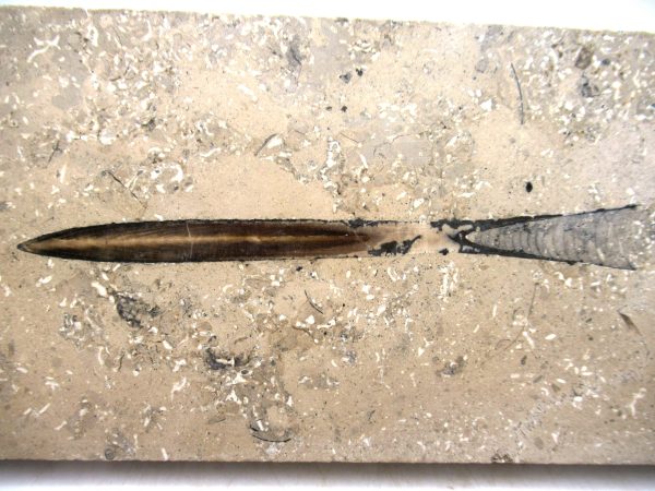 German Jurassic Hibolithes Belemnite 4a | Fossils for Sale General Jurassic Age Hibolithes Belemnite Fossil from Germany for Sale #4a