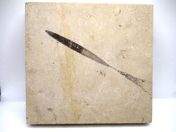 German Jurassic Hibolithes Belemnite 5 | Fossils for Sale General Jurassic Age Hibolithes Belemnite Fossil from Germany for Sale #5