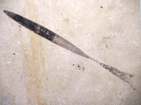 German Jurassic Hibolithes Belemnite 5a | Fossils for Sale General Jurassic Age Hibolithes Belemnite Fossil from Germany for Sale #5a
