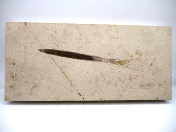 German Jurassic Hibolithes Belemnite 6 | Fossils for Sale General Jurassic Age Hibolithes Belemnite Fossil from Germany for Sale #6