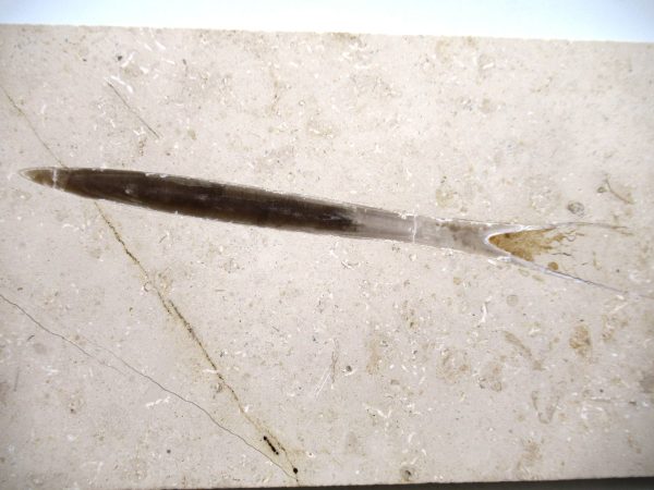 German Jurassic Hibolithes Belemnite 6a | Fossils for Sale General Jurassic Age Hibolithes Belemnite Fossil from Germany for Sale #6a
