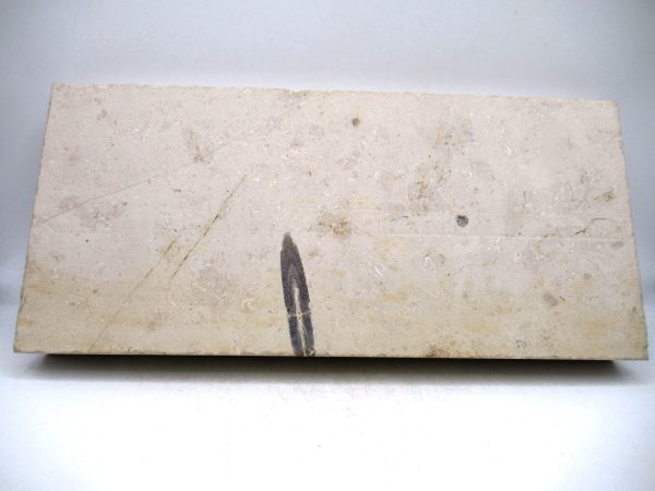 German Jurassic Hibolithes Belemnite 6b | Fossils for Sale General Jurassic Age Hibolithes Belemnite Fossil from Germany for Sale #6b