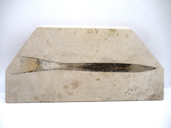 German Jurassic Hibolithes Belemnite 7 | Fossils for Sale General Jurassic Age Hibolithes Belemnite Fossil from Germany for Sale #7