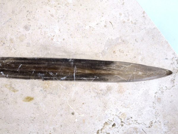 German Jurassic Hibolithes Belemnite 7a | Fossils for Sale General Jurassic Age Hibolithes Belemnite Fossil from Germany for Sale #7a