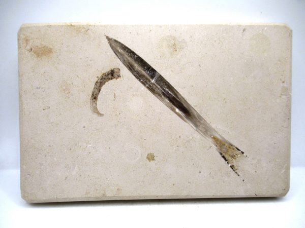 German Jurassic Hibolithes Belemnite 8 | Fossils for Sale General Jurassic Age Hibolithes Belemnite Fossil from Germany for Sale #8