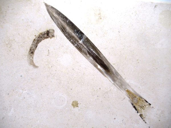German Jurassic Hibolithes Belemnite 8a | Fossils for Sale General Jurassic Age Hibolithes Belemnite Fossil from Germany for Sale #8a