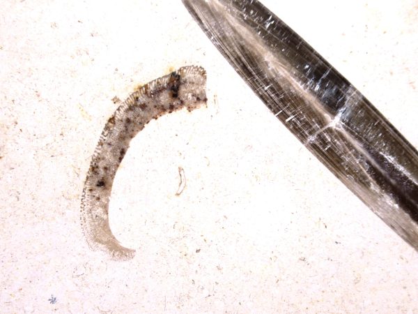 German Jurassic Hibolithes Belemnite 8b | Fossils for Sale General Jurassic Age Hibolithes Belemnite Fossil from Germany for Sale #8b