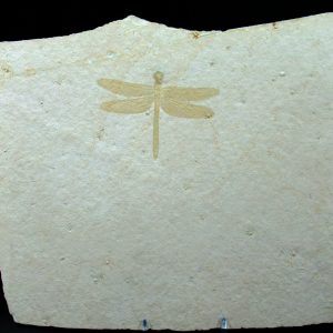 Jurassic Solnhofen Dragonfly from Germany #30