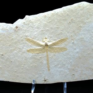 Jurassic Solnhofen Dragonfly from Germany #31