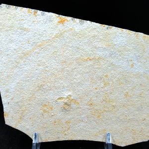 Jurassic Solnhofen Insect Fossil for Sale from Germany #44