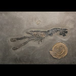 Genuine Jurassic Age Lobster and Ammonite Plate Fossils for Sale from Germany #1