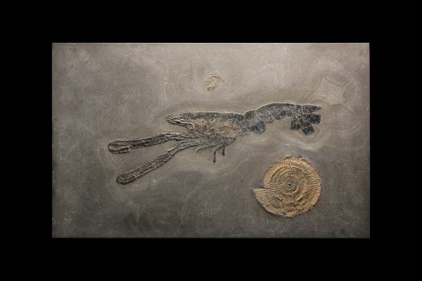 Genuine Jurassic Age Lobster and Ammonite Plate Fossils for Sale from Germany #1