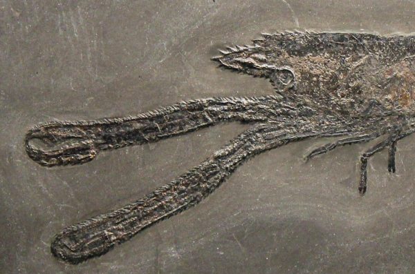 Genuine Jurassic Age Lobster and Ammonite Plate Fossils for Sale from Germany #1a
