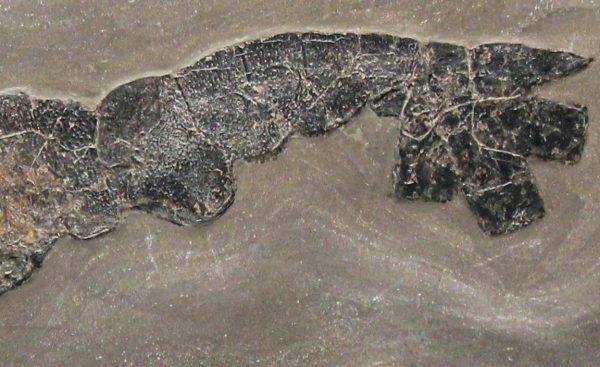 Genuine Jurassic Age Lobster and Ammonite Plate Fossils for Sale from Germany #1b