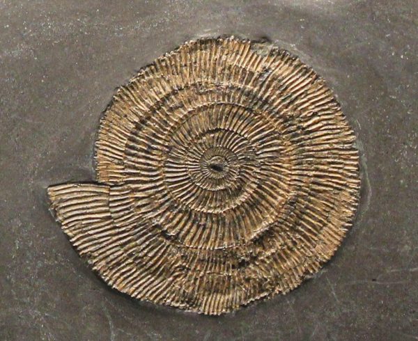 Genuine Jurassic Age Lobster and Ammonite Plate Fossils for Sale from Germany #1c