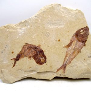 Genuine Cretaceous Age Fish Fossil Plate for Sale from Lebanon #106