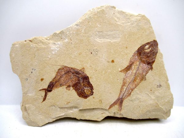 Genuine Cretaceous Age Fish Fossil Plate for Sale from Lebanon #106