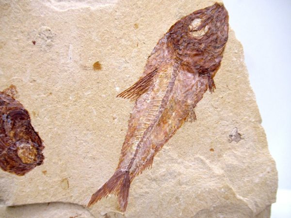 Genuine Cretaceous Age Fish Fossil Plate for Sale from Lebanon #106a