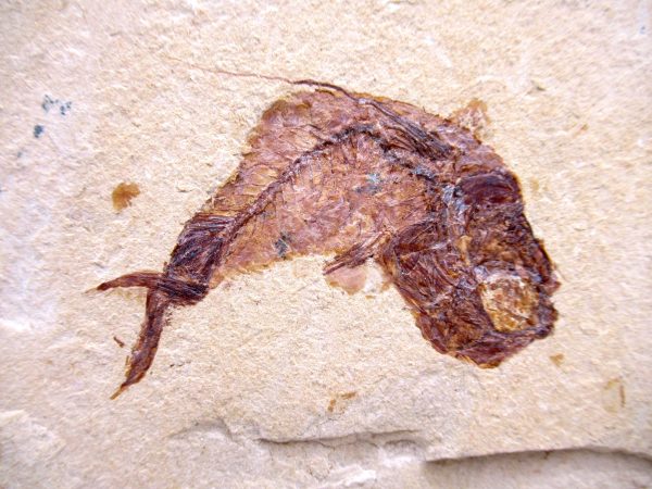 Genuine Cretaceous Age Fish Fossil Plate for Sale from Lebanon #106b