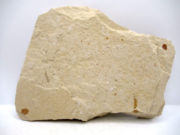 Genuine Cretaceous Age Fish Fossil Plate for Sale from Lebanon #106c