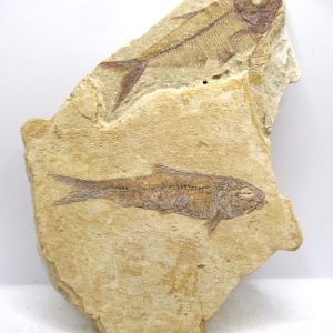Genuine Cretaceous Age Fish Fossil Plate for Sale from Lebanon #107