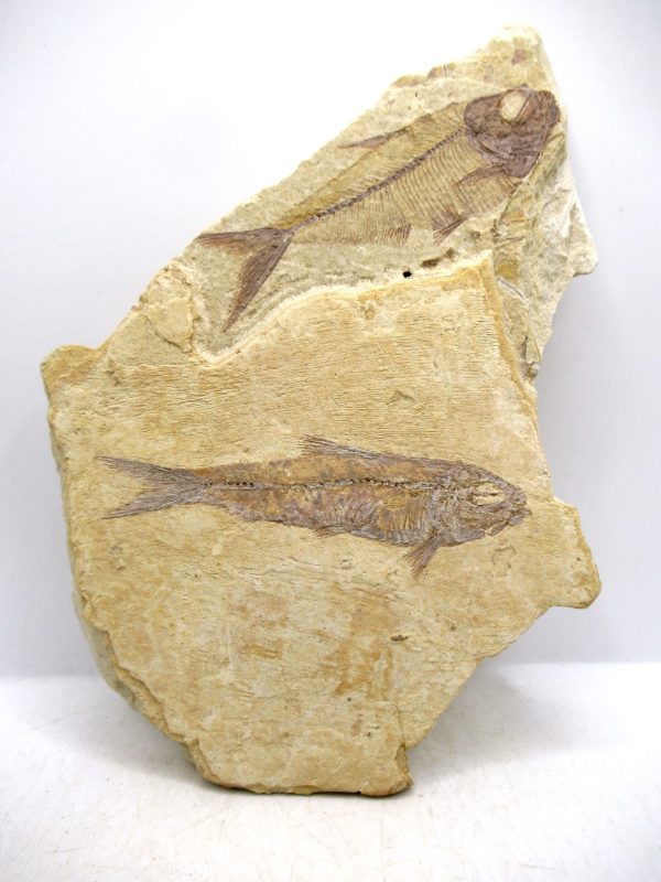 Genuine Cretaceous Age Fish Fossil Plate for Sale from Lebanon #107