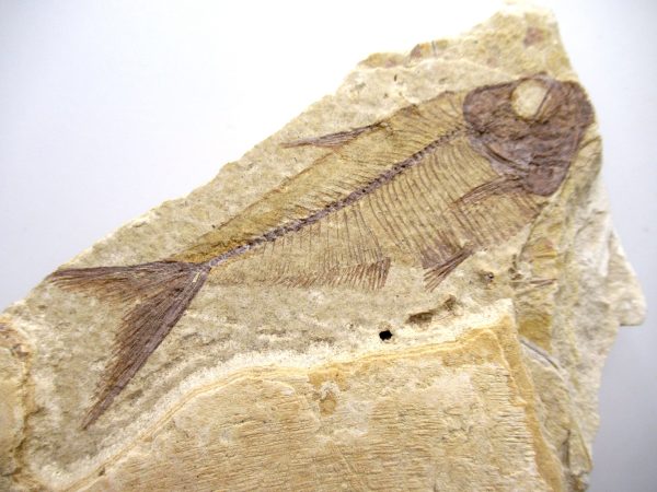 Genuine Cretaceous Age Fish Fossil Plate for Sale from Lebanon #107a